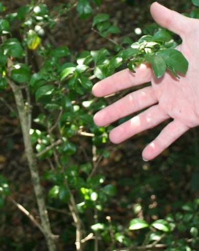 Fotografia de capa Eugenia foetida - do Jardim Botânico