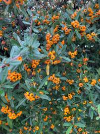 Fotografia da espécie Pyracantha angustifolia