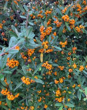 Fotografia 15 da espécie Pyracantha angustifolia no Jardim Botânico UTAD