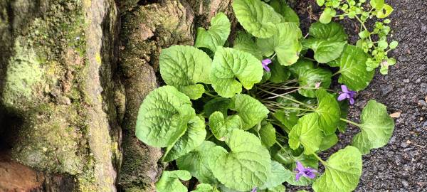 Fotografia da espécie Viola odorata