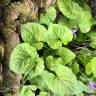 Fotografia 22 da espécie Viola odorata do Jardim Botânico UTAD