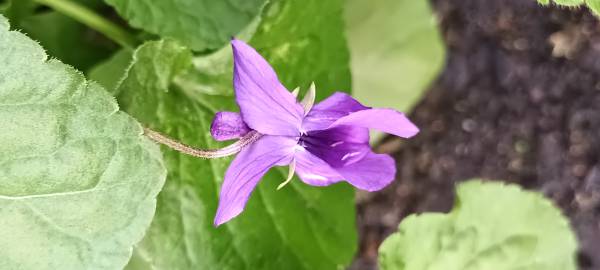 Fotografia da espécie Viola odorata