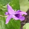 Fotografia 23 da espécie Viola odorata do Jardim Botânico UTAD