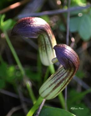 Fotografia 13 da espécie Arisarum simorrhinum no Jardim Botânico UTAD