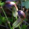 Fotografia 13 da espécie Arisarum simorrhinum do Jardim Botânico UTAD