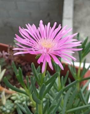 Fotografia 13 da espécie Lampranthus spectabilis no Jardim Botânico UTAD