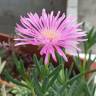 Fotografia 13 da espécie Lampranthus spectabilis do Jardim Botânico UTAD