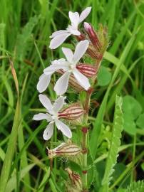 Fotografia da espécie Silene gallica