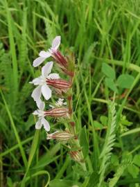 Fotografia da espécie Silene gallica