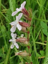 Fotografia da espécie Silene gallica