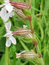Fotografia da espécie Silene gallica