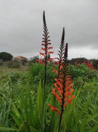 Fotografia da espécie Chasmanthe floribunda