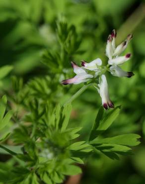 Fotografia 16 da espécie Fumaria parviflora no Jardim Botânico UTAD