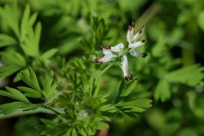 Fotografia da espécie Fumaria parviflora