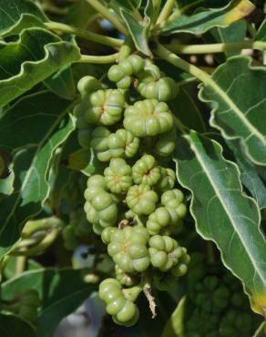 Fotografia 1 da espécie Phytolacca dioica no Jardim Botânico UTAD