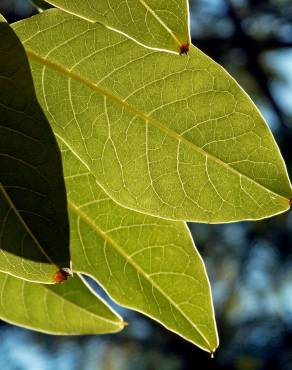 Fotografia 5 da espécie Phytolacca dioica no Jardim Botânico UTAD