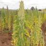 Fotografia 1 da espécie Chenopodium quinoa do Jardim Botânico UTAD