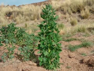 Fotografia da espécie Chenopodium quinoa