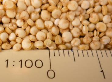 Fotografia da espécie Chenopodium quinoa