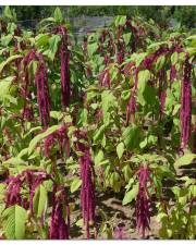 Fotografia da espécie Amaranthus caudatus