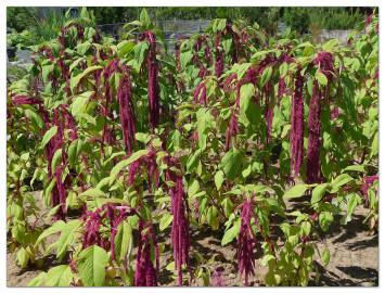 Fotografia da espécie Amaranthus caudatus