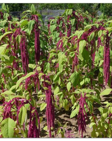 Fotografia de capa Amaranthus caudatus - do Jardim Botânico