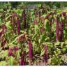 Fotografia 1 da espécie Amaranthus caudatus do Jardim Botânico UTAD