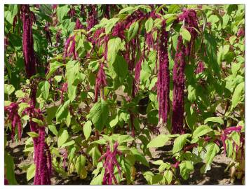 Fotografia da espécie Amaranthus caudatus