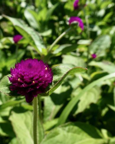 Fotografia de capa Gomphrena globosa - do Jardim Botânico