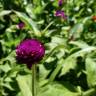 Fotografia 1 da espécie Gomphrena globosa do Jardim Botânico UTAD