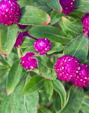 Fotografia 3 da espécie Gomphrena globosa no Jardim Botânico UTAD