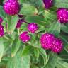 Fotografia 3 da espécie Gomphrena globosa do Jardim Botânico UTAD