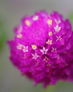 Fotografia 4 da espécie Gomphrena globosa no Jardim Botânico UTAD