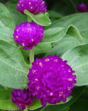 Fotografia 5 da espécie Gomphrena globosa no Jardim Botânico UTAD