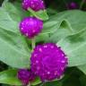 Fotografia 5 da espécie Gomphrena globosa do Jardim Botânico UTAD