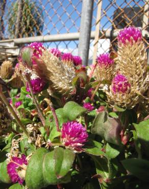 Fotografia 6 da espécie Gomphrena globosa no Jardim Botânico UTAD