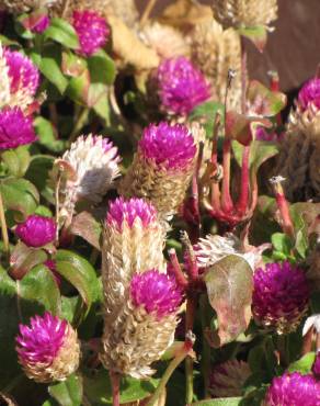 Fotografia 7 da espécie Gomphrena globosa no Jardim Botânico UTAD