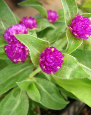 Fotografia 8 da espécie Gomphrena globosa no Jardim Botânico UTAD