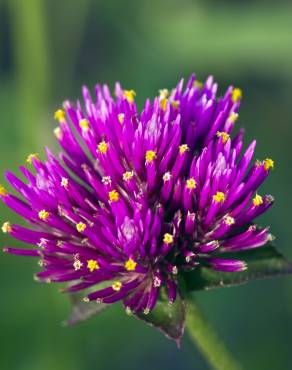 Fotografia 10 da espécie Gomphrena globosa no Jardim Botânico UTAD