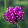 Fotografia 10 da espécie Gomphrena globosa do Jardim Botânico UTAD