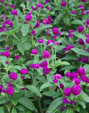 Fotografia 11 da espécie Gomphrena globosa no Jardim Botânico UTAD