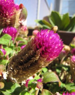 Fotografia 12 da espécie Gomphrena globosa no Jardim Botânico UTAD