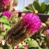 Fotografia 12 da espécie Gomphrena globosa do Jardim Botânico UTAD