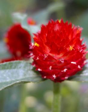 Fotografia 13 da espécie Gomphrena globosa no Jardim Botânico UTAD