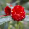 Fotografia 13 da espécie Gomphrena globosa do Jardim Botânico UTAD