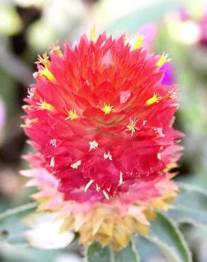 Fotografia 14 da espécie Gomphrena globosa no Jardim Botânico UTAD