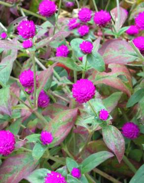 Fotografia 15 da espécie Gomphrena globosa no Jardim Botânico UTAD
