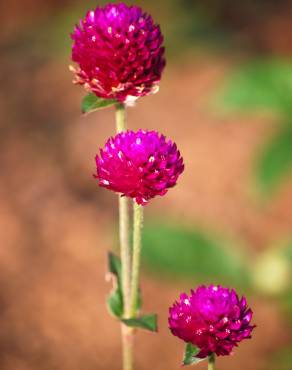 Fotografia 16 da espécie Gomphrena globosa no Jardim Botânico UTAD