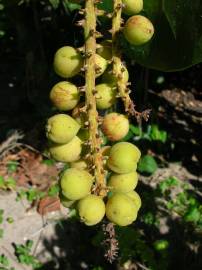 Fotografia da espécie Coccoloba uvifera