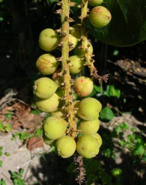 Fotografia 15 da espécie Coccoloba uvifera no Jardim Botânico UTAD